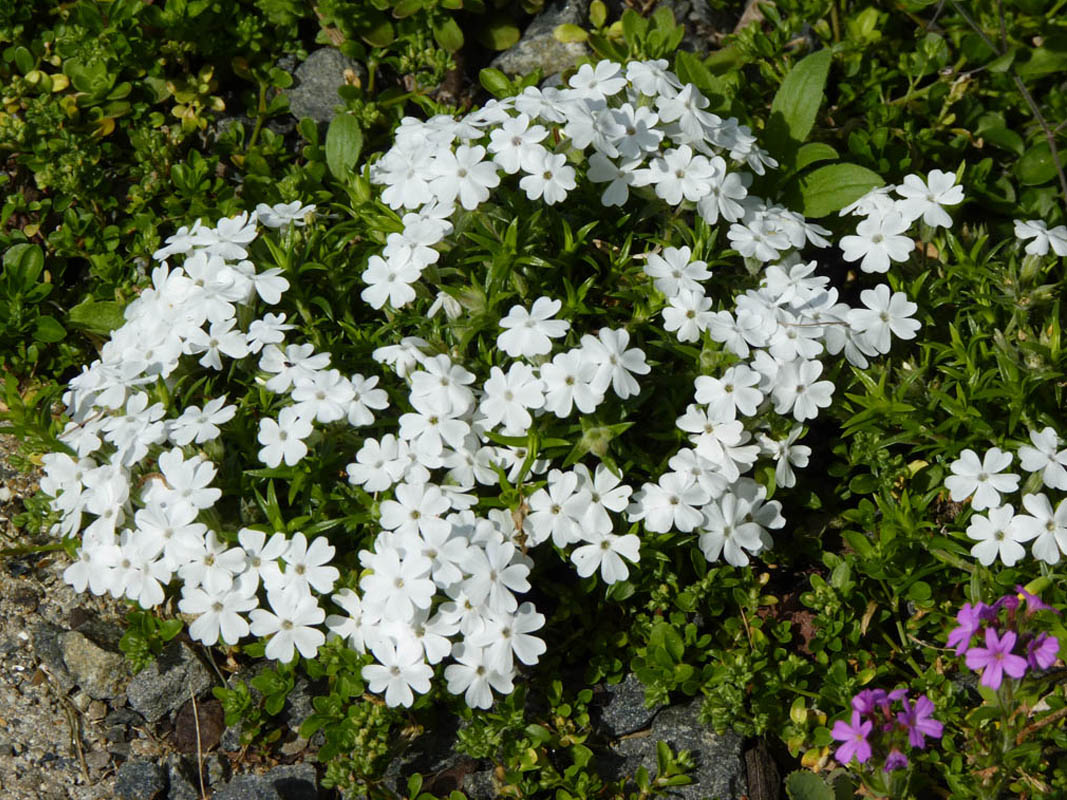 Phlox nivalis 'Nivea' photo